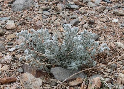 Heliotropium tubulosum, photographed by Tony Rebelo