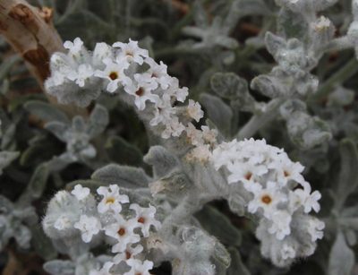 Heliotropium tubulosum, photographed by Tony Rebelo