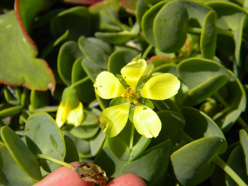 Roepera cordifolia, photographed by Tim Kirsten