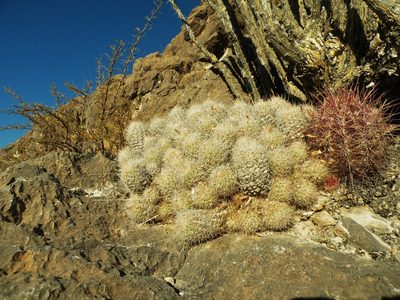 Pelecyphora lloydii, photographed by amantedarmanin