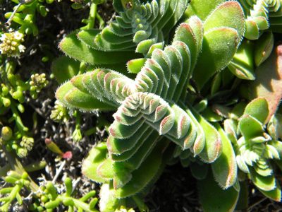 Crassula tomentosa, photographed by Tim Kirsten