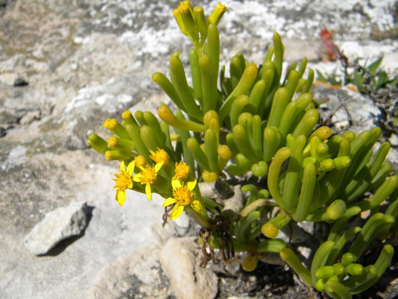 Senecio sarcoides, photographed by Tim Kirsten