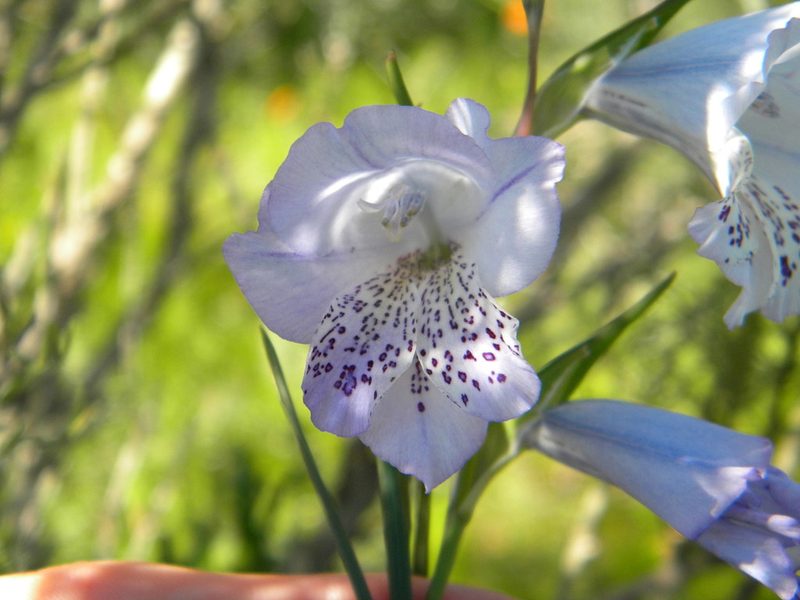 Gladiolus caeruleus, photographed by Tim Kirsten
