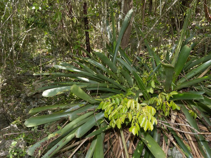 Wittmackia caymanensis, photographed by caymanmatt