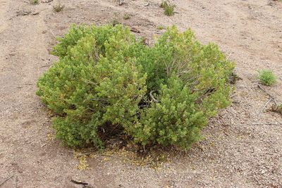 Pogonospermum mollissimum, photographed by Tony Rebelo
