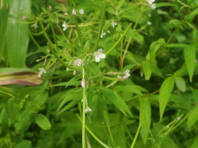 Epilobium coloratum, photographed by Luke Wildfire
