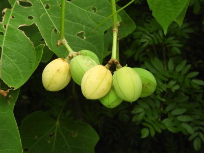 Jatropha curcas, photographed by Francisco Farriols Sarabia