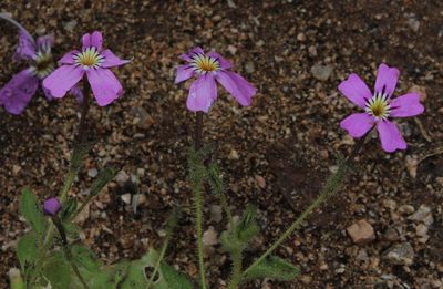 Jamesbrittenia glutinosa, photographed by Tony Rebelo