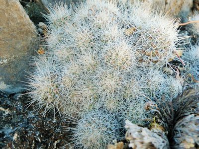 Pelecyphora lloydii, photographed by amantedarmanin