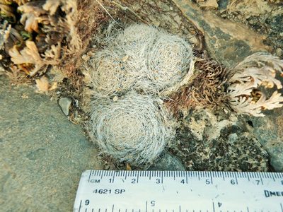 Mammillaria lenta, photographed by amantedarmanin