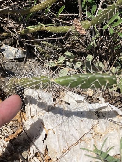 Opuntia repens, photographed by Bill Michalek