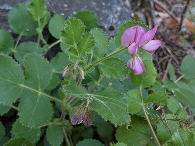 Ononis rotundifolia, photographed by agosti