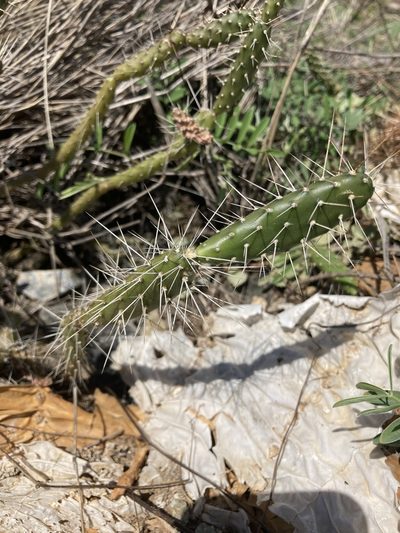 Opuntia repens, photographed by Bill Michalek