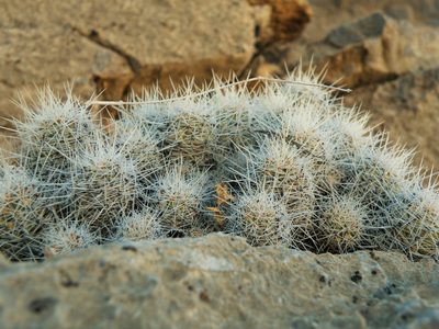 Pelecyphora lloydii, photographed by amantedarmanin