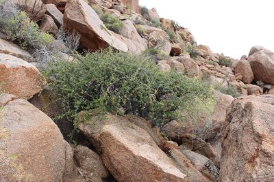Commiphora capensis, photographed by Tony Rebelo