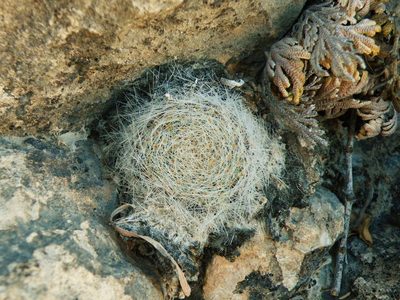 Mammillaria lenta, photographed by amantedarmanin