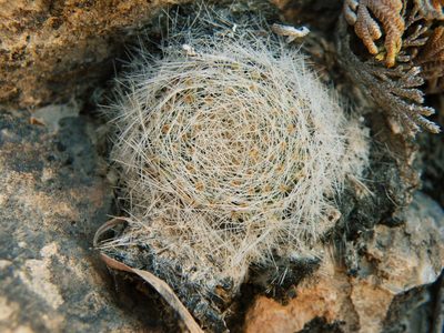 Mammillaria lenta, photographed by amantedarmanin