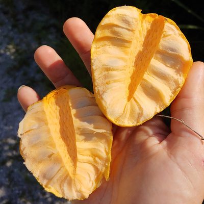 Annona glabra, photographed by Kurt Miller