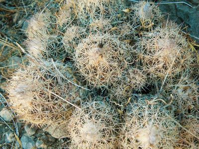 Coryphantha durangensis, photographed by amantedarmanin