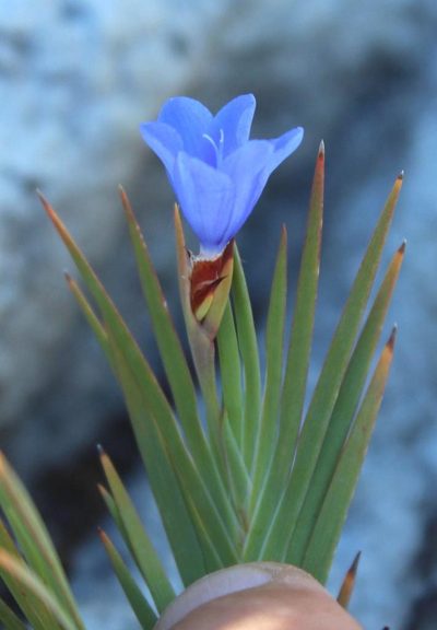 Nivenia levynsiae, photographed by Tony Rebelo