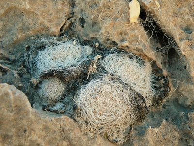 Mammillaria lenta, photographed by amantedarmanin