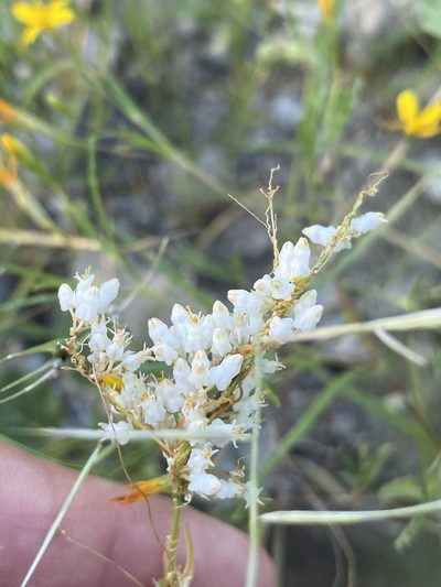 Cuscuta tuberculata, photographed by Luis Fernando Valdez Ojeda