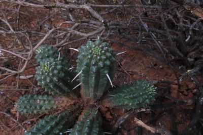 Euphorbia mammillaris, photographed by Brian du Preez