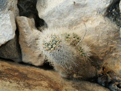 Pelecyphora lloydii, photographed by amantedarmanin