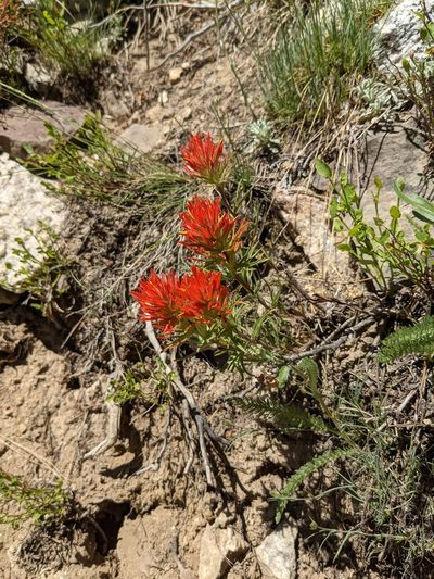 Castilleja covilleana, photographed by Jacob Saucier