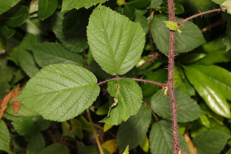 Rubus dasyphyllus, photographed by Stephen James McWilliam