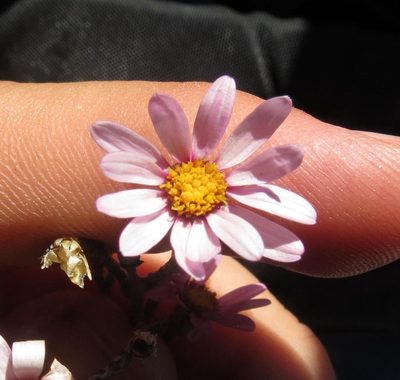Phymaspermum appressum, photographed by Brian du Preez