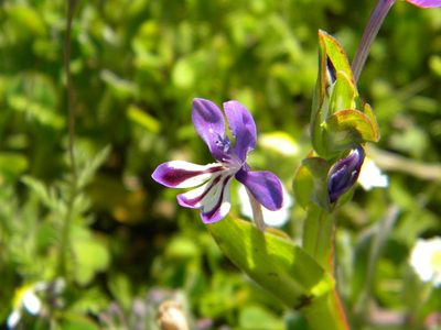 Lapeirousia jacquinii, photographed by Tim Kirsten