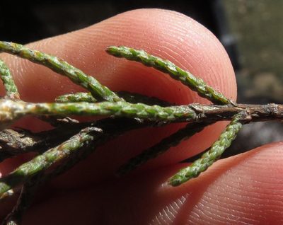 Phymaspermum appressum, photographed by Brian du Preez