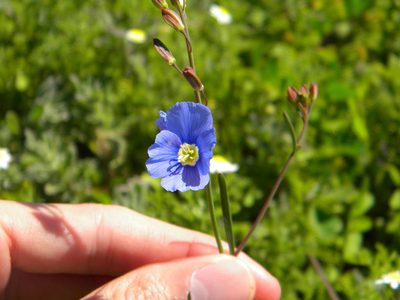 Heliophila coronopifolia, photographed by Tim Kirsten