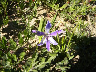 Babiana ambigua, photographed by Tim Kirsten
