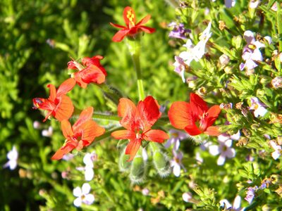 Pelargonium fulgidum, photographed by Tim Kirsten