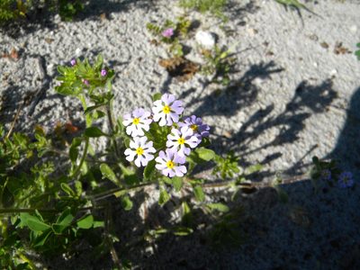 Zaluzianskya villosa, photographed by Tim Kirsten