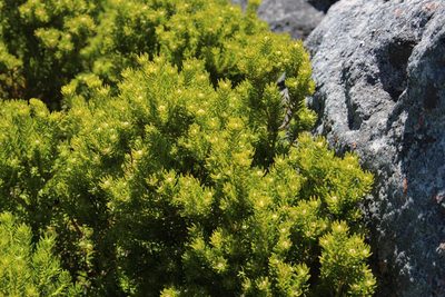 Phylica minutiflora, photographed by Tony Rebelo