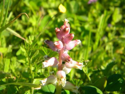 Lachenalia pallida, photographed by Tim Kirsten
