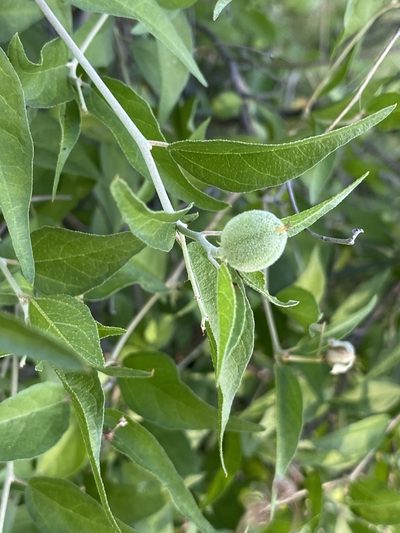 Croton sonorae, photographed by Luis Fernando Valdez Ojeda