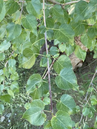 Jatropha cordata, photographed by Luis Fernando Valdez Ojeda