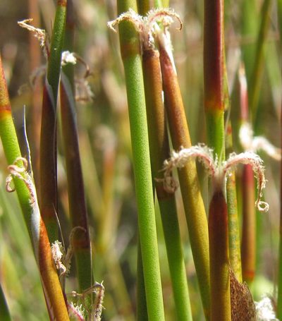 Willdenowia humilis, photographed by douglaseustonbrown