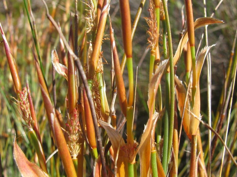 Willdenowia humilis, photographed by douglaseustonbrown