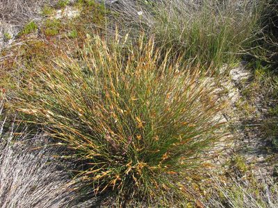 Willdenowia humilis, photographed by douglaseustonbrown