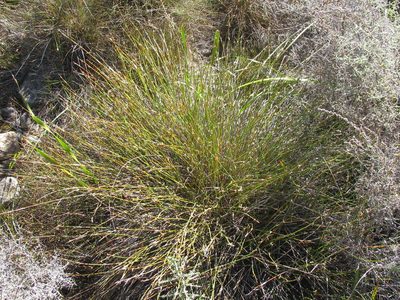 Willdenowia humilis, photographed by douglaseustonbrown
