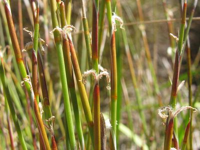 Willdenowia humilis, photographed by douglaseustonbrown