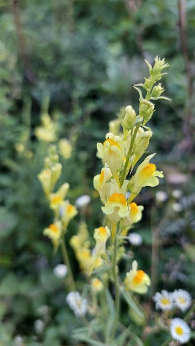 Linaria biebersteinii, photographed by Алена Ручка