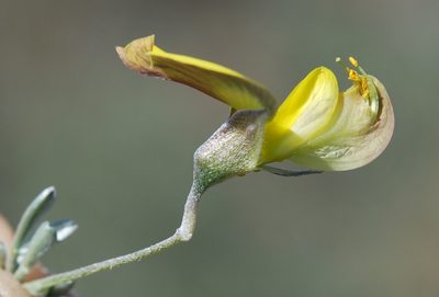 Lotononis dahlgrenii, photographed by Charles Stirton