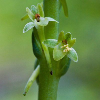 Platanthera michaelii, photographed by Ken-ichi Ueda