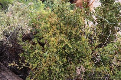 Asparagus fasciculatus, photographed by Tony Rebelo